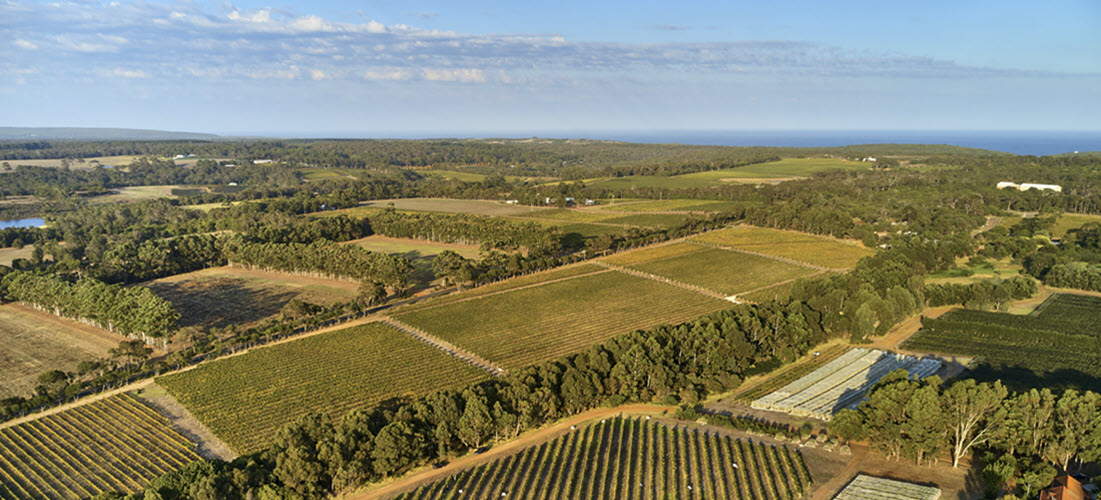 Moss Wood vineyard